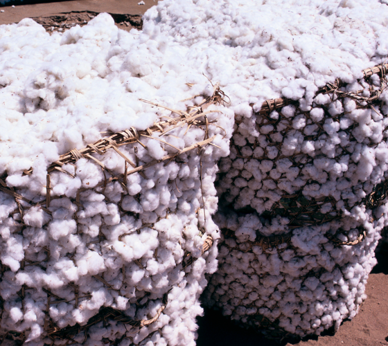 baskets of cotton
